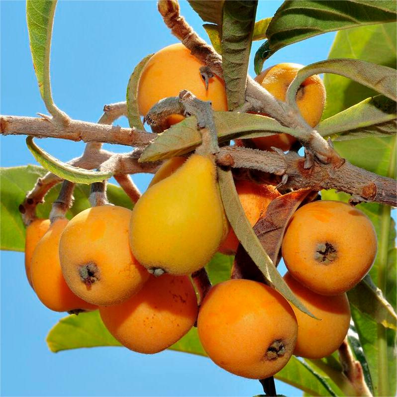 Five-star Loquat Seeds|🍑Flat 50% Saving🍑